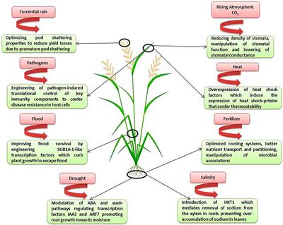 Frontiers Advances in Crop Breeding Through Precision Genome Editing